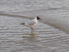 Chroicocephalus ridibundus