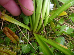 Dolichoglottis lyallii