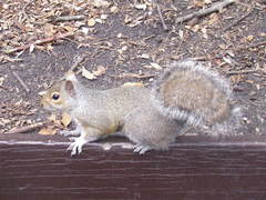 Sciurus carolinensis