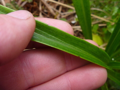 Dolichoglottis lyallii
