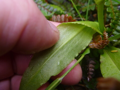 Pterostylis oliveri