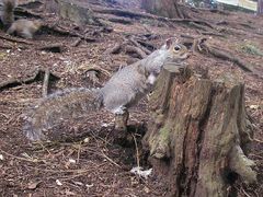 Sciurus carolinensis