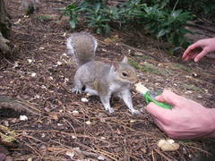 Sciurus carolinensis