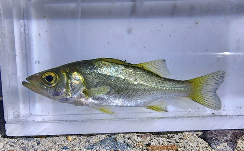 Japanse zeebaars (Lateolabrax latus) — Lateolabracidae — 5