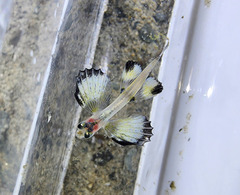 Bony Flyingfish photo 3