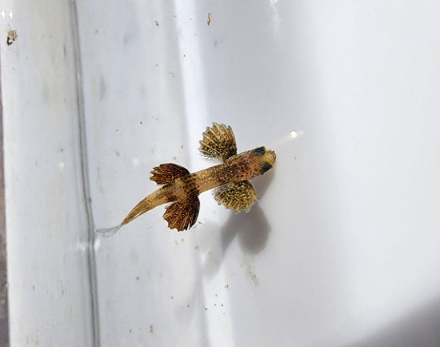 Narrowtongue Flyingfish