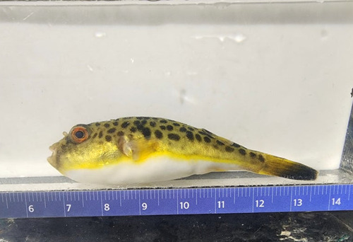 Panther puffer (Takifugu pardalis) — Tetraodontidae — 2