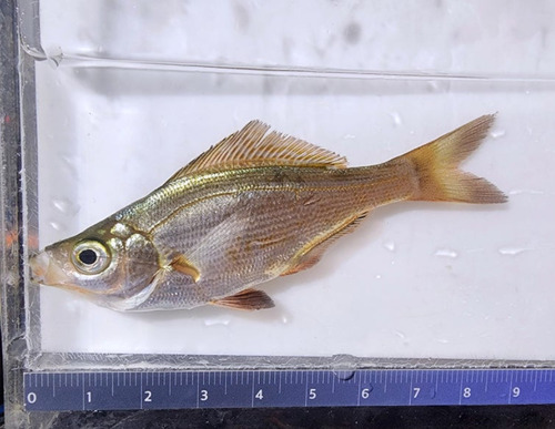 Ransonnet's surfperch (Neoditrema ransonnetii) — Embiotocidae — 4