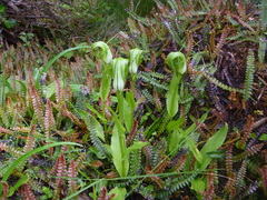 Pterostylis oliveri