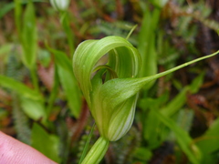 Pterostylis oliveri