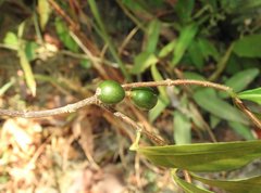 Aidia cochinchinensis