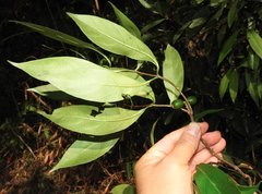 Aidia cochinchinensis