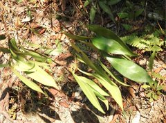 Aidia cochinchinensis