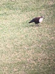 Alopecoenas xanthonurus