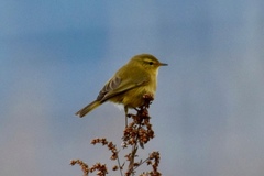 Phylloscopus affinis