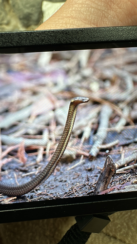 Southern Dwarf Crowned Snake sighting