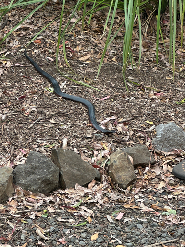Red-bellied Black Snake sighting