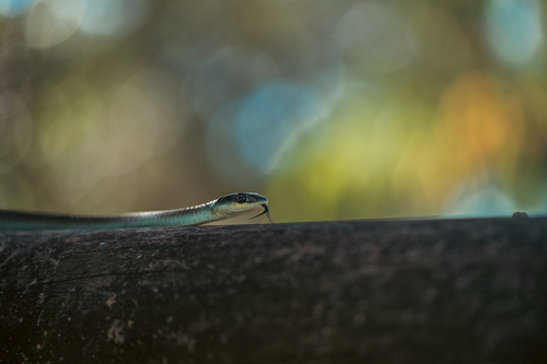 Common Tree Snake sighting