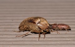 Trigonodera