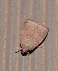 Austrocarea iocephala