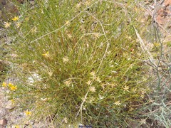 Genista umbellata