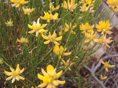 Genista umbellata
