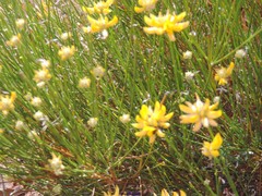 Genista umbellata