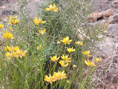 Genista umbellata