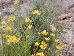 Genista umbellata