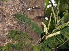 Acacia campylacantha (Acacia campylacantha)