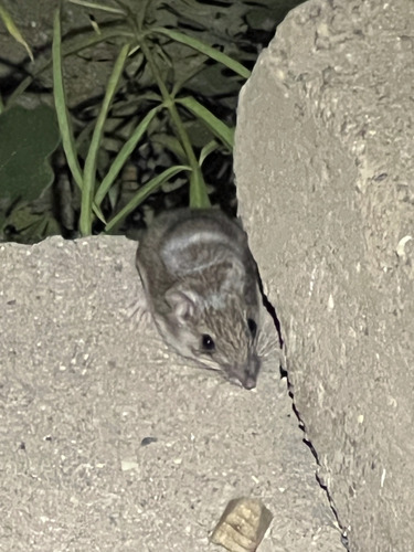 iNaturalist observation photo of Gambel's Deer Mouse