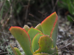 Cotyledon