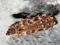 Melitaea phoebe