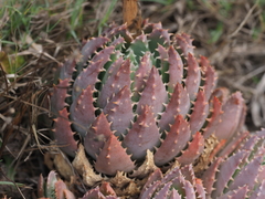 Aloe brevifolia