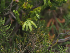 Erica brachialis