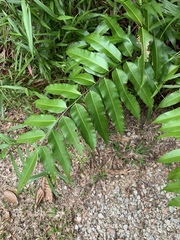 Stenochlaena palustris