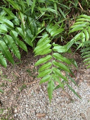 Stenochlaena palustris