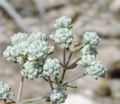 Teucrium capitatum gracillimum