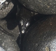 Oligosoma smithi