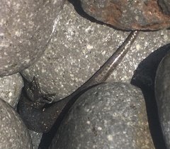 Oligosoma smithi