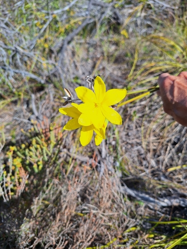 Broom Rushiris (Bobartia longicyma)