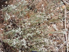 Teucrium capitatum gracillimum