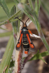 Pyropteron chrysidiforme