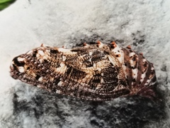 Melitaea phoebe