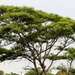 Senegalia polyacantha - Photo (c) Wynand Uys, μερικά δικαιώματα διατηρούνται (CC BY), uploaded by Wynand Uys