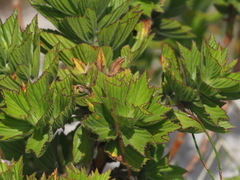 Pelargonium cucullatum cucullatum