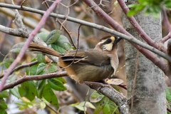 Pterorhinus sannio