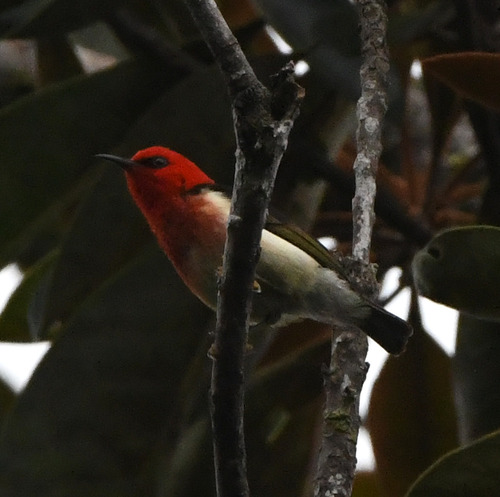 New Caledonian Myzomela (Myzomela caledonica)