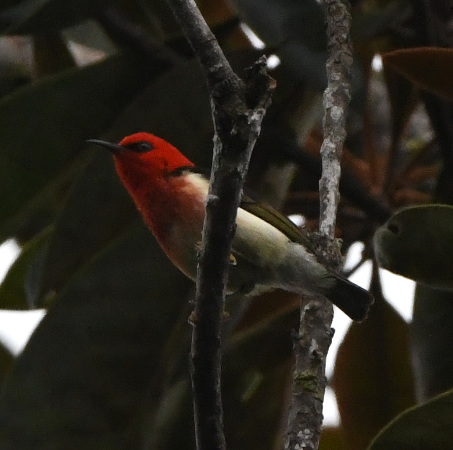 New Caledonian Myzomela (Myzomela caledonica), photo 1