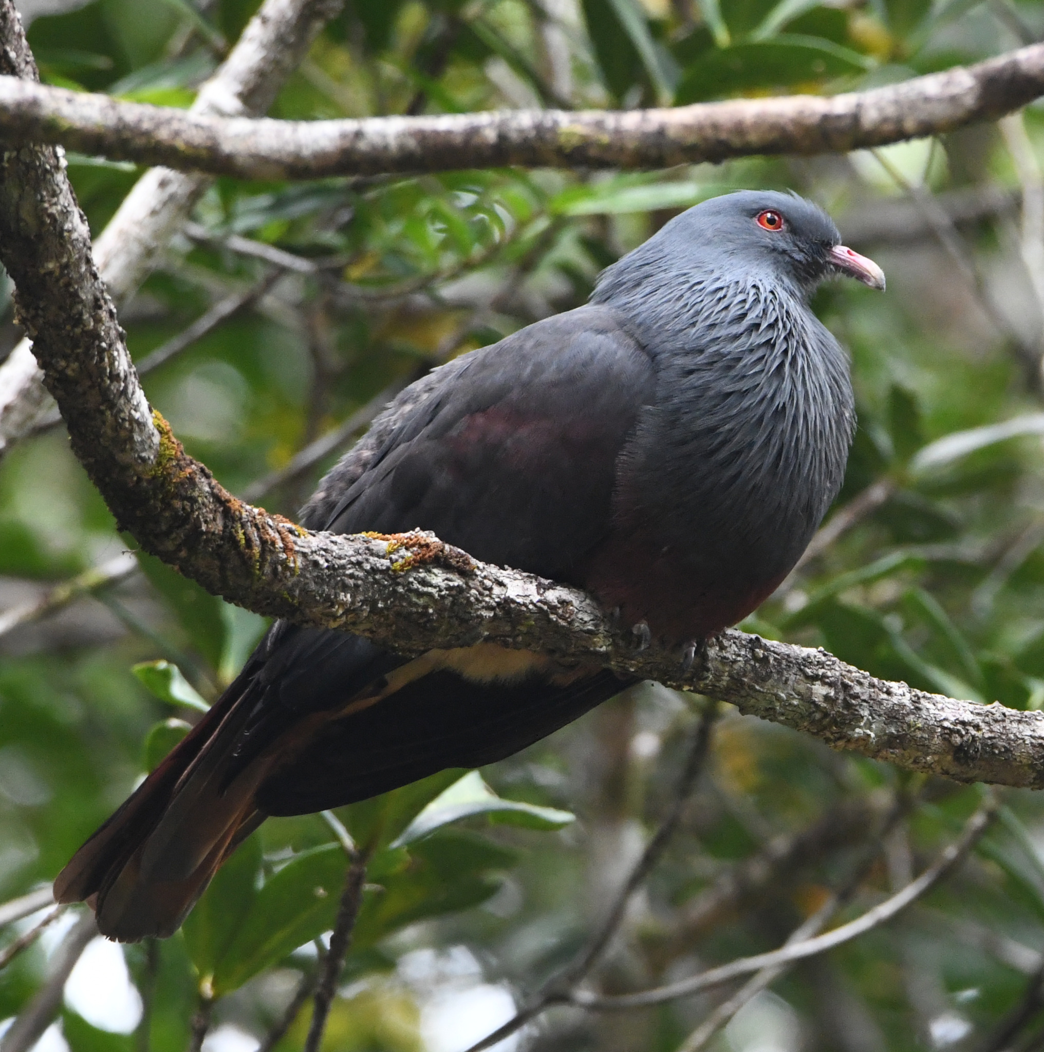 Goliath Imperial Pigeon (Ducula goliath), photo 2